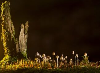 Jakie są rodzaje pamięci RAM?