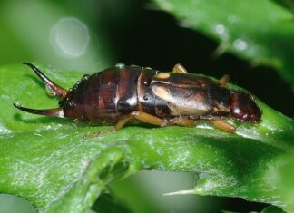 Czy szumy uszne mogą ustąpić?