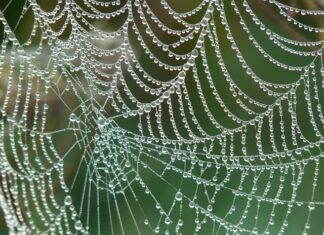 Jaka sieć jest najlepsza w Polsce? Jaka sieć jest najlepsza w Polsce?