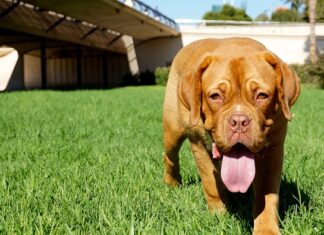 Czy gddr5 pasuje do DDR4? Czy gddr5 pasuje do DDR4?