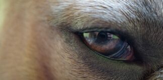 Co robić jak pęknie błona bębenkowa?