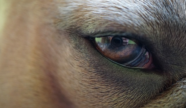 Co robić jak pęknie błona bębenkowa? Co robić jak pęknie błona bębenkowa?